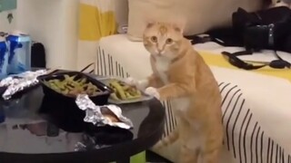กินอาหารเหมียว กินอาหารวิญญาณ!