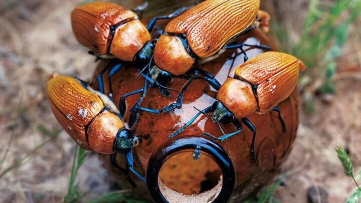 Kumbang Australia jenis ini tertarik pada botol minuman keras hingga kehilangan ketertarikan pada la
