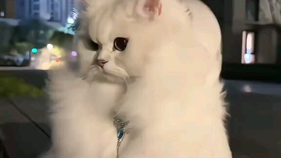 my cat 🐈