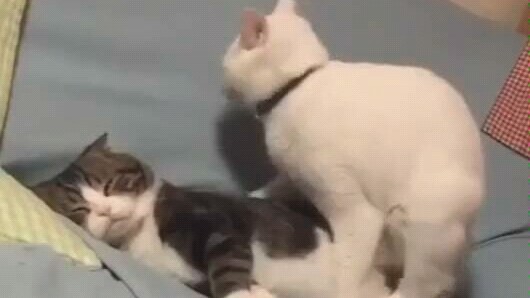 Cat: What’s the rush? Can’t you see someone’s here…?