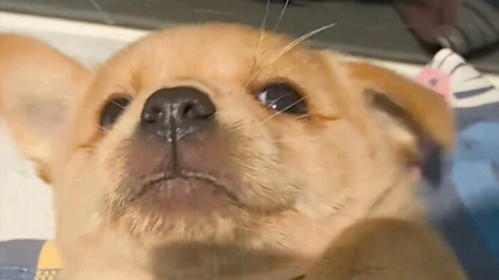 Hồi mới gặp nhau, một người một chó run rẩy cả ngày.