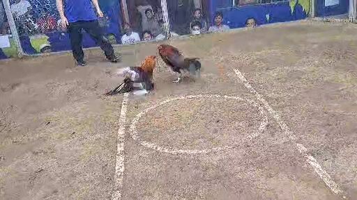 anak ni pitmaster na na ka 2wins na