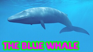 Bé tập nói tiếng anh | Con cá voi xanh | Baby practice speaking English | The blue whale