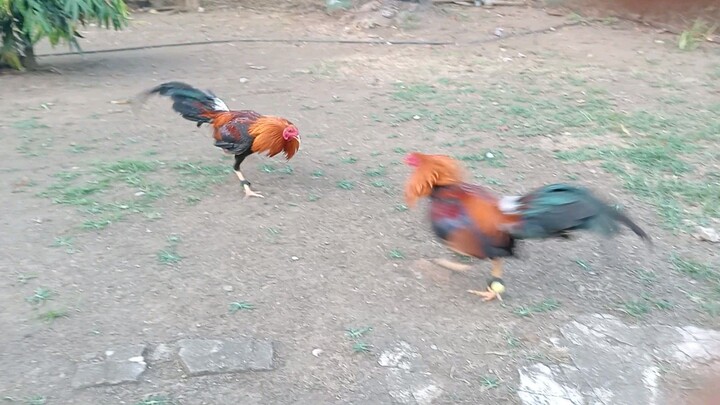 Sweater Yellow leg brother1 vs brother2