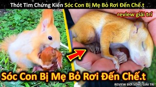 Đau Lòng Khi Sóc Con Bị Mẹ Bỏ Rơi Đến Chế.t Vì Cảm Giác Không An Toàn || Review Giải Trí Đời Sống