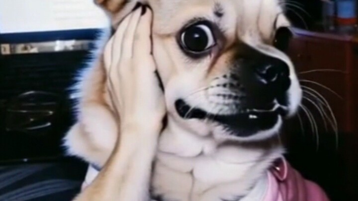 My Dog Thinks He’s the Main Character