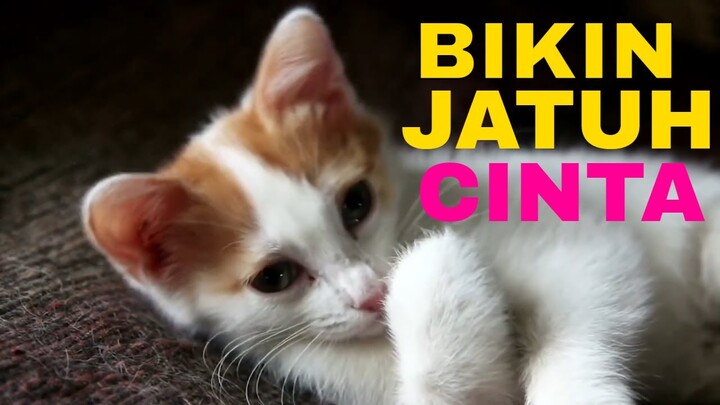 Kucing Imut Lucu dan Menggemaskan Bikin Jatuh Cinta 😍| Koleksi Video Kucing Imut dan Lucu