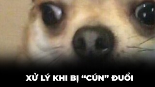 Chú chó hung hăng và anh chàng lăng xăng
