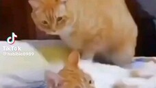 Tingkah Kucing part 21