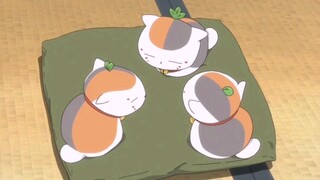 【治愈向】三小只猫咪老师—超可爱！