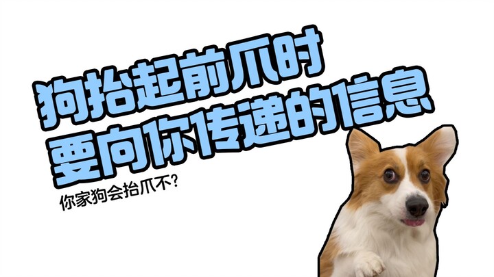What does your dog mean when it lifts a front paw?
