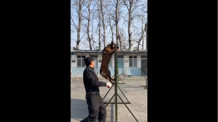 كلب بوليسي لم يبلغ العام بعد يطلب الخروج إلى المعركة!