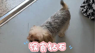 สัตว์เลี้ยงพูดไม่ได้ กรณีแบบนี้จึงยากที่สุดที่จะวินิจฉัย ใครจะคิดล่ะว่าเขาปวดก้น เมื่อเอาเข็มหมุดออก