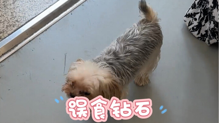 Pets can't talk, so cases like this are the hardest to diagnose. Who would have thought he was actua