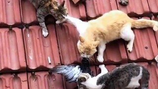 Orange Cat: Thanks, brother upstairs!