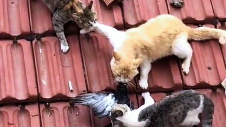 Orange Cat: Thanks, brother upstairs!