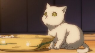 Kucing Sansan cemburu pada kucing