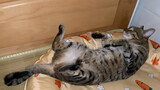 A Cute Kitten Sleeping On An Ice Pat