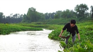 Hái Rau Muống Sông Ăn Với Bún Mọc
