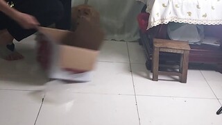 لماذا تفضل شراء كلب بـ 850 يوان من الإنترنت بدلاً من تبنيه مجانًا من مركز الإنقاذ، النتيجة صادقة جدً