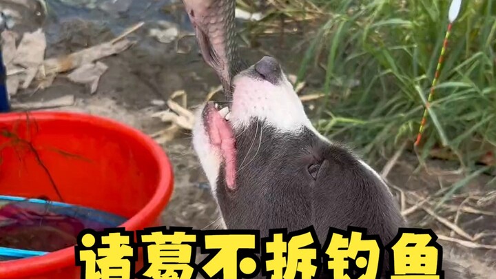 Nuôi chó chăn cừu Border Collie còn có thể dùng để câu cá