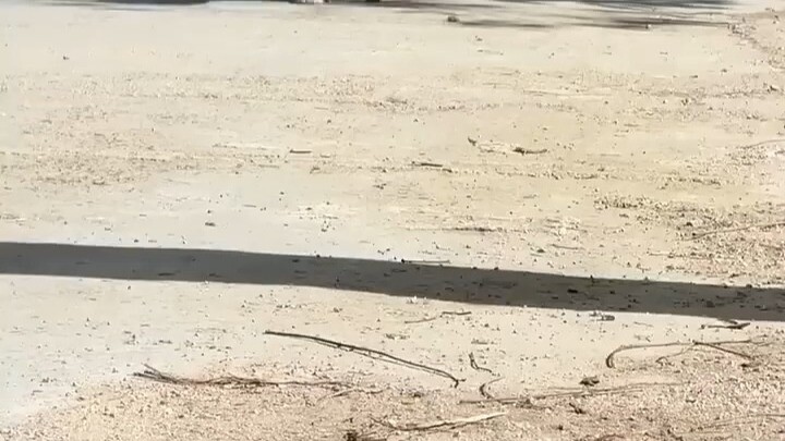 A tabby cat in the countryside is thriving—she’s really taking great care of herself! #TabbyCat #Cut