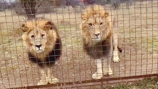"Sudan" đã trở thành con sư tử mạnh nhất trong phe của chính mình