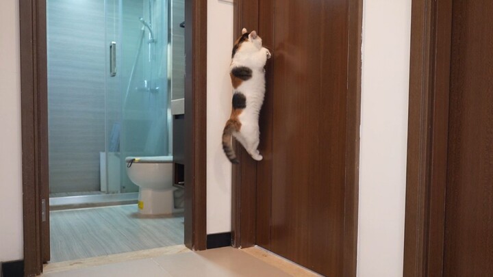 الأيام مع القط مختلفة كل يوم!