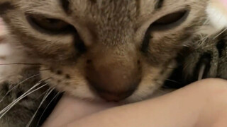 【助眠】小猫咪沉浸式嘬手手