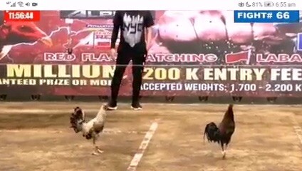 Super WPC fights. Pls Follow for more vid.