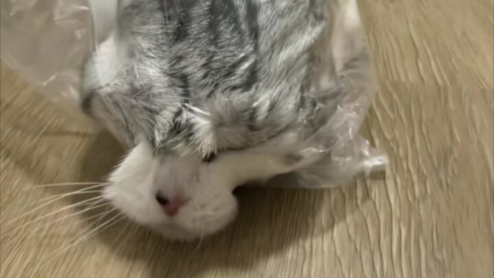 Kucing kecil masuk ke dalam kantong plastik, tak tahan lalu berubah menjadi seekor ikan yang keras k
