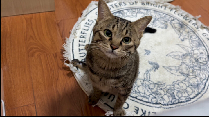 The vet advised the kitten to climb more stairs to lose weight, and the kitten switched between 18 d