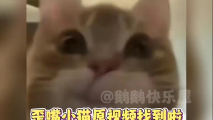 Found the original video of the crooked-mouth kitten—this表情包 is basically me!