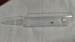 【مقلب】 حبس بعوضة داخل قارورة زجاجية