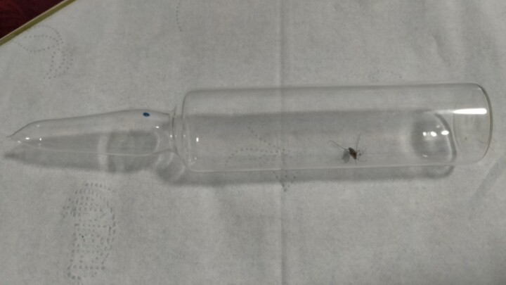 【Membuat Keributan】Membekukan Nyamuk dalam Ampul Kaca