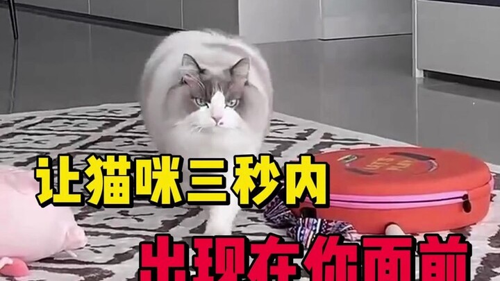 4 Cat Summoning Phrases to Make Your Cat Appear in Front of You Within Three Seconds