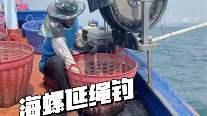 Conch Longline Fishing: Fishermen Cleverly Use Conch Shells to “Harvest” Octopuses. Why Do the Octop