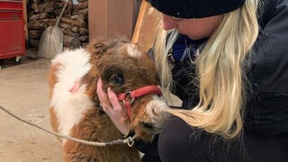 Rescued Dog-sized horse now living her best life - Dwarf horse Martha