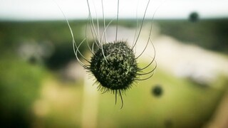 Strange Tiny Creature Invades The Earth, Replacing Human DNA To Alien