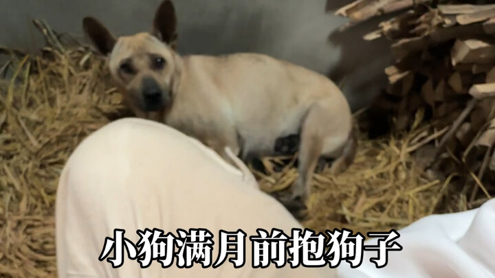 Mẹ của chó con vừa lớn cũng chê