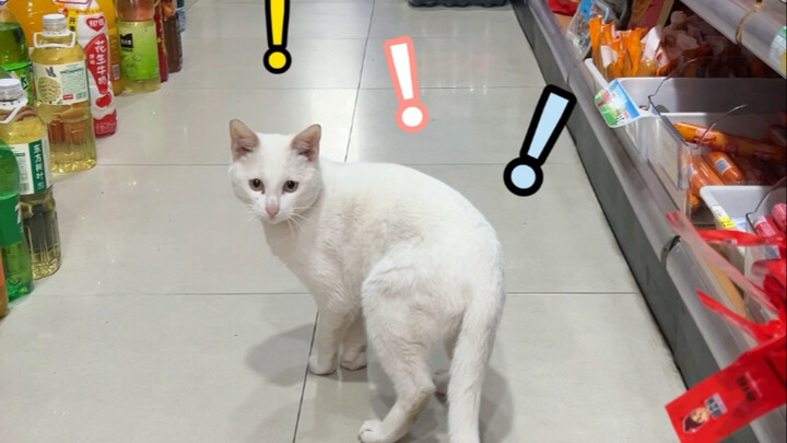 Questioning my cat life! Cat talk has totally confused Xiao Bai—just who’s calling me?!
