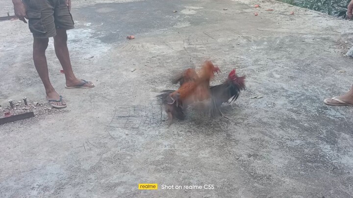 2x stag na buyugin spar sa stag milsem gold