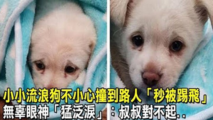 หมาจรจัดตัวเล็กๆ เผลอชนคนเดินผ่าน “โดนเตะลอยทันที” สายตาไร้เดียงสาเอ่อคลอไปด้วยน้ำตา: “ขอโทษนะ…” – เ