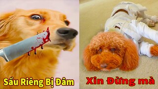 Thú Cưng TV | Cô cô và Sầu riêng #16 | Chó Golden Gâu Đần thông minh vui nhộn | Pets cute smart dog