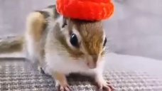 Animals Shorts Videos Squirrel Video Art of Animals #shortvideo #shorts #viral