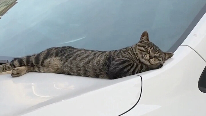 Cats can doze off anywhere, which is why they’re called “cats.”