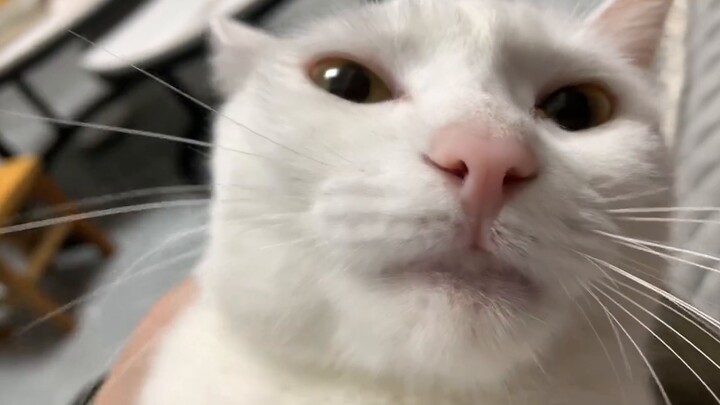 Uncle Miao, who is only one step away from freeze-drying and doesn’t want to come over