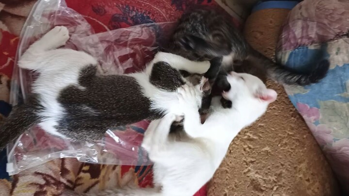 tak sah kalau tak ganggu bibik