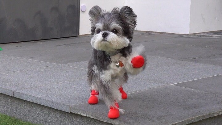When The Puppy Puts On Shoes