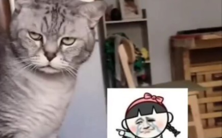 Kucing sangat sedih setelah menyadari bahwa ia sudah tidak lagi disayang!